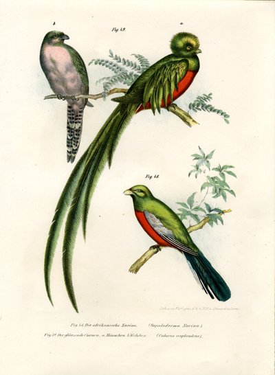 Narina-Trogon, 1864 von German School